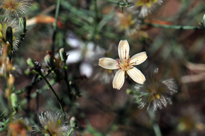 Small Wirelettuce blooms from April to September and prefers various habitats including plains, mesas and hillsides. The are often found in desert scrub growing among larger stronger shrubs for support.  Stephanomeria exigua